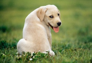 Labrador kutya