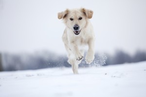 Kutyatartás télen